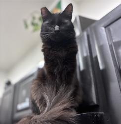 Lost Male Cat last seen 10th and Adeline, Oakland, CA 94607