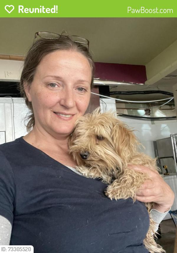 Reunited Male Dog last seen JCs NY Pizza Dept, Albuquerque, NM 87102