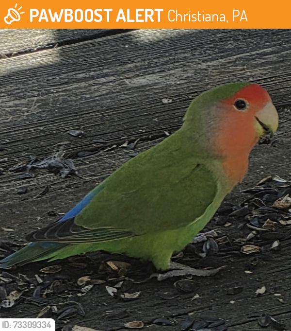 Found/Stray Unknown Bird last seen Near Upper Valley Rd, Christiana, pa, Christiana, PA 17509