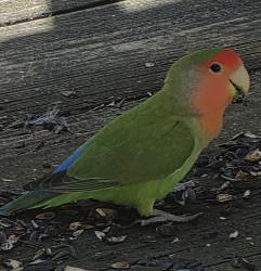 Found/Stray Unknown Bird last seen Near Upper Valley Rd, Christiana, pa, Christiana, PA 17509