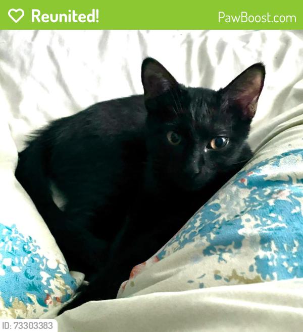 Reunited Male Cat last seen Torrington High School, Torrington, CT 06790