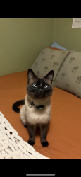 Reunited Male Cat last seen Tedmon Dr & Cherry St, Fort Collins, CO 80521