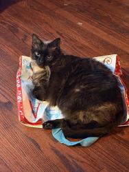 Lost Female Cat last seen May and 10th, Oklahoma City, OK 73107