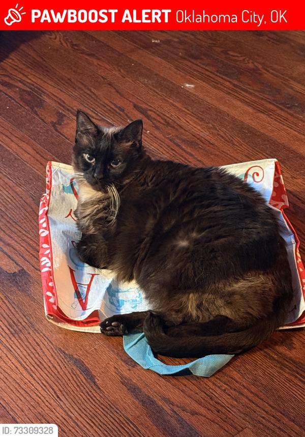Lost Female Cat last seen May and 10th, Oklahoma City, OK 73107