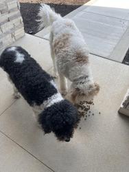 Reunited Unknown Dog last seen Highland village drive and Jefferson Blvd, Mishawaka, IN 46545