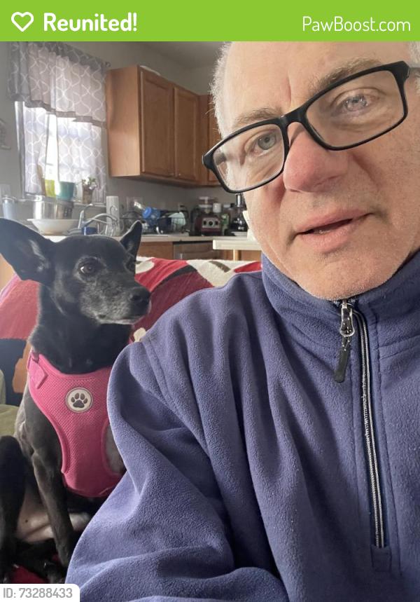 Reunited Female Dog last seen Baldwin St, Arden, NC 28704