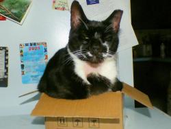 Reunited Male Cat last seen Elk Road and Hardingville Road, Elk, NJ 08343