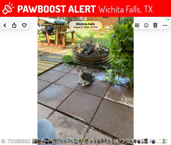 Lost Male Cat last seen S. Bandera Dr and Glendora, Wichita Falls, TX 76302