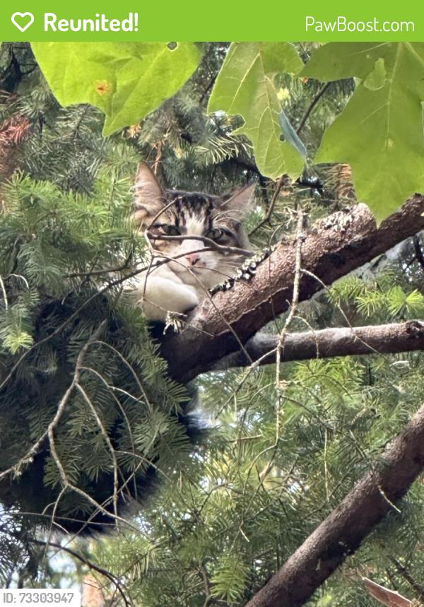 Reunited Unknown Cat last seen Roger Tilbury Memorial Park, Portland, OR 97229