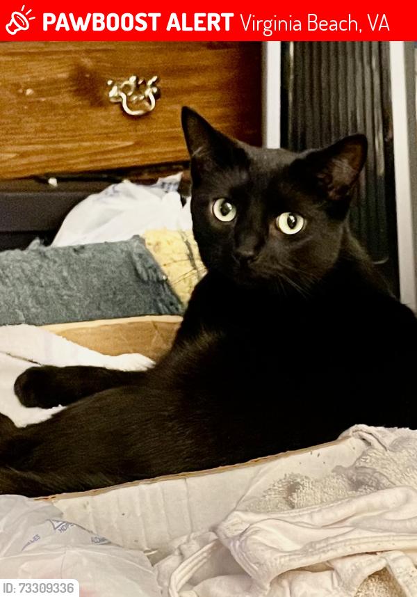 Found/Stray Female Cat last seen Coral Gables ct, Va bch va, Virginia Beach, VA 23452