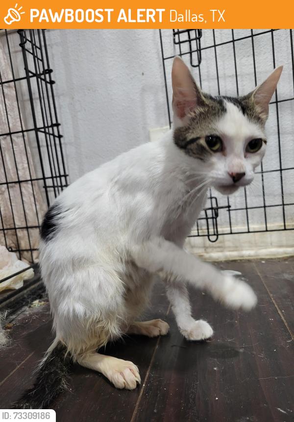 Found/Stray Female Cat last seen Willie B Johnson Recreation Center, Dallas, TX 75243
