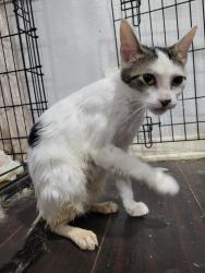 Found/Stray Female Cat last seen Willie B Johnson Recreation Center, Dallas, TX 75243