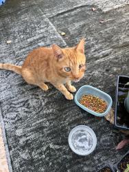 Reunited Unknown Cat last seen Near Melbourne ave, Merritt Island, FL 32953