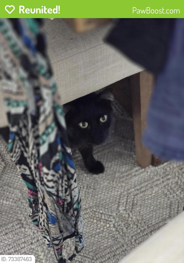 Reunited Male Cat last seen 55th & W Townley Ave, Glendale, AZ 85302