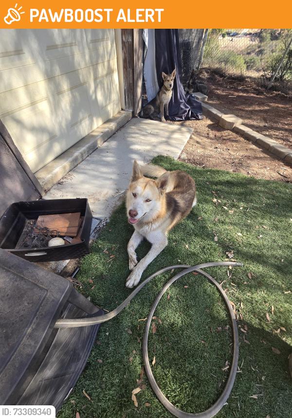 Found/Stray Male Dog last seen Warfield Way, Harbison Canyon, CA 92019