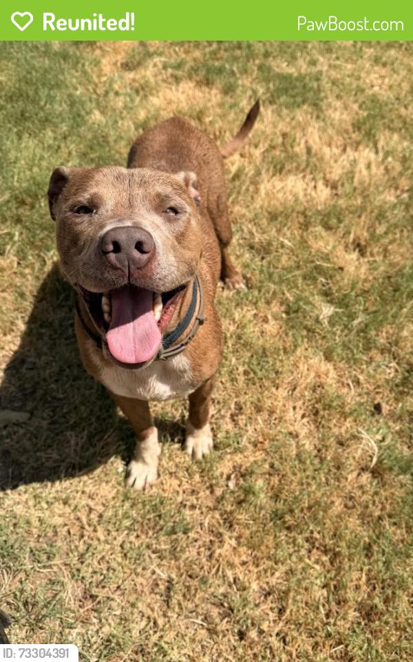 Reunited Male Dog last seen Waterloo & 74, Edmond, OK 73025