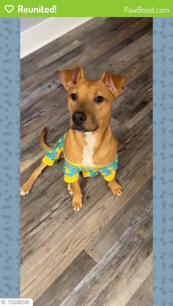 Reunited Female Dog last seen Candlelight dr, Fayetteville, NC 28311