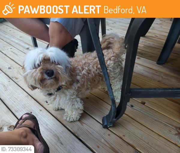 Found/Stray Male Dog last seen Side of the road by MJ's across from Walmart, Bedford, VA 24523