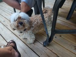 Found/Stray Male Dog last seen Side of the road by MJ's across from Walmart, Bedford, VA 24523