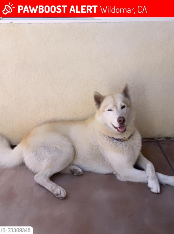 Lost Male Dog last seen Clinton Keith, Wildomar, CA 92595