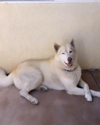 Lost Male Dog last seen Clinton Keith, Wildomar, CA 92595