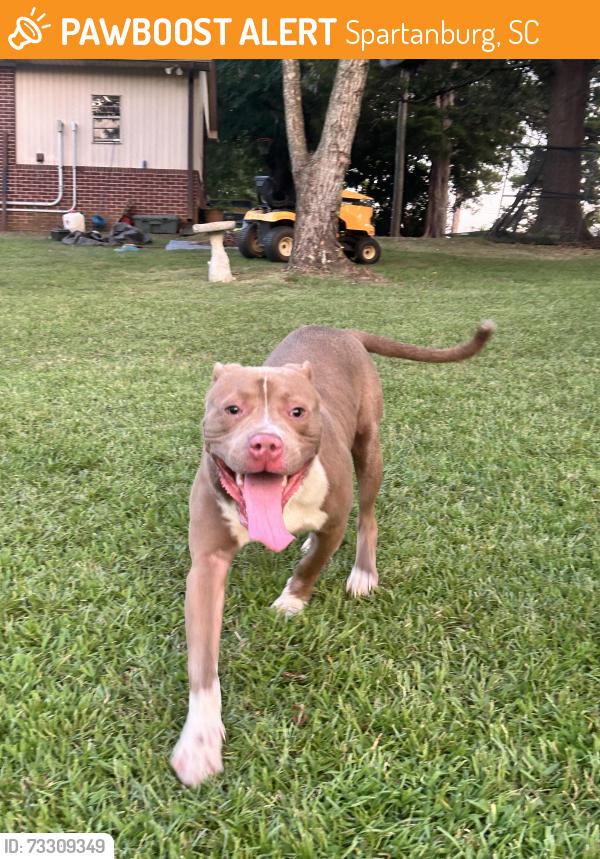 Found/Stray Male Dog last seen Creek Golf Course, Spartanburg, SC 29302