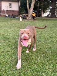 Found/Stray Male Dog last seen Creek Golf Course, Spartanburg, SC 29302