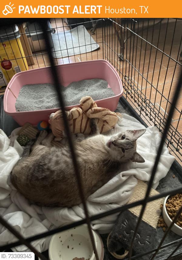 Found/Stray Male Cat last seen Bissonnet, Houston, TX 77083