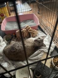 Found/Stray Male Cat last seen Bissonnet, Houston, TX 77083