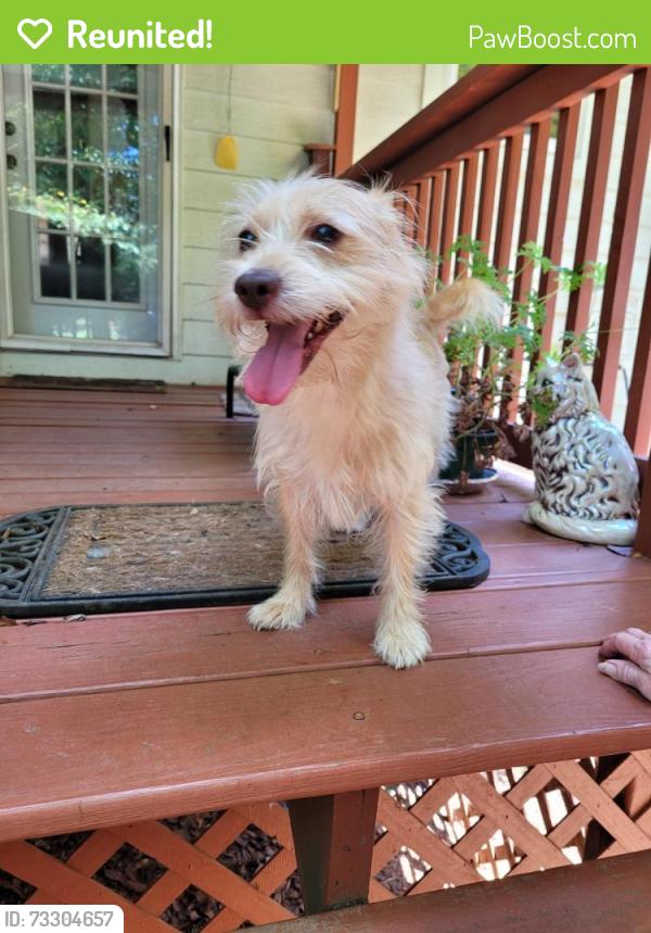 Reunited Male Dog last seen Winbrook Drive, Henry County, GA 30253
