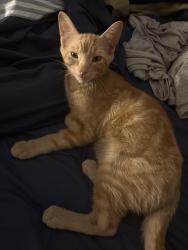 Lost Male Cat last seen Caledonia and Glencairn, Toronto, ON M6B 2B5