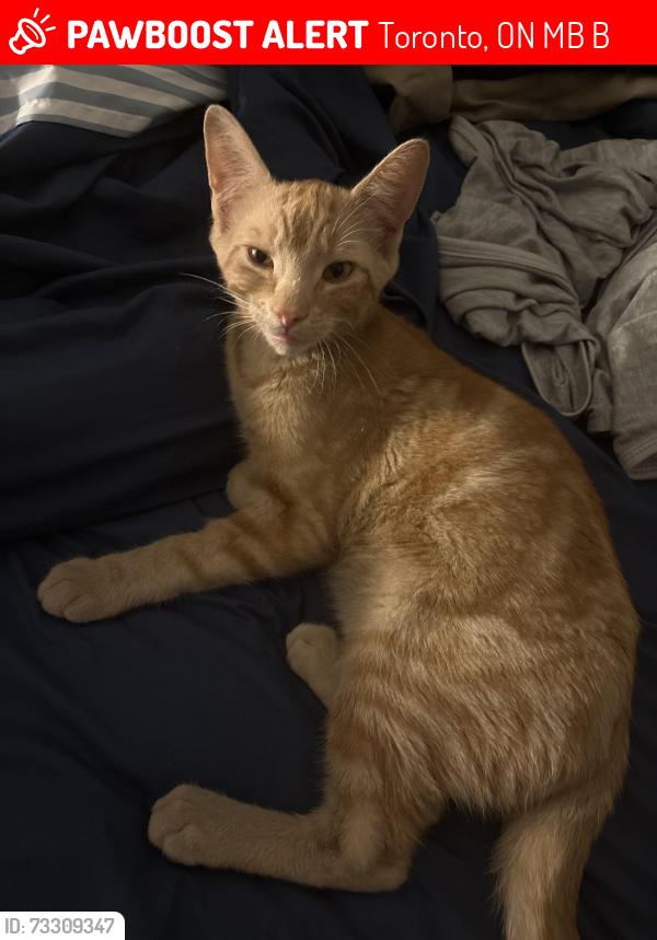 Lost Male Cat last seen Caledonia and Glencairn, Toronto, ON M6B 2B5