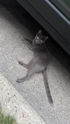 Found/Stray Female Cat last seen Across street following a big white dog, Minneapolis, MN 55418
