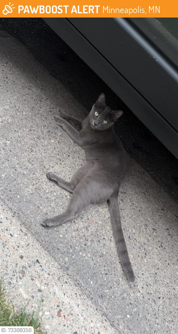 Found/Stray Female Cat last seen Across street following a big white dog, Minneapolis, MN 55418