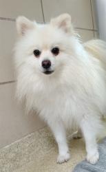 Shelter Stray Male Dog last seen TOTTERIDGE PL, 19640 Dogpatch Ln, Land O' Lakes, FL 34638, USA
