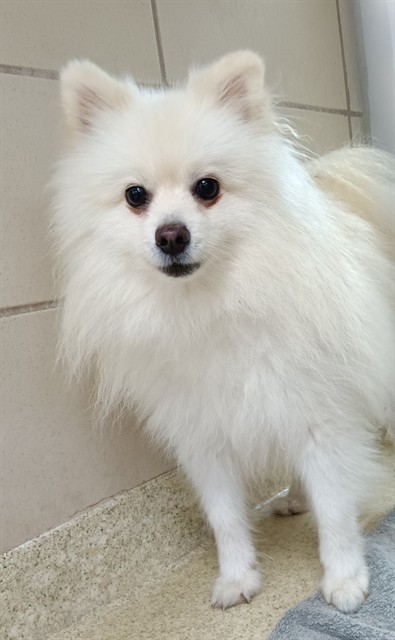 Shelter Stray Male Dog last seen TOTTERIDGE PL, 19640 Dogpatch Ln, Land O' Lakes, FL 34638, USA