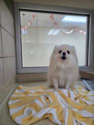 Shelter Stray Male Dog last seen TOTTERIDGE PL, 19640 Dogpatch Ln, Land O' Lakes, FL 34638, USA