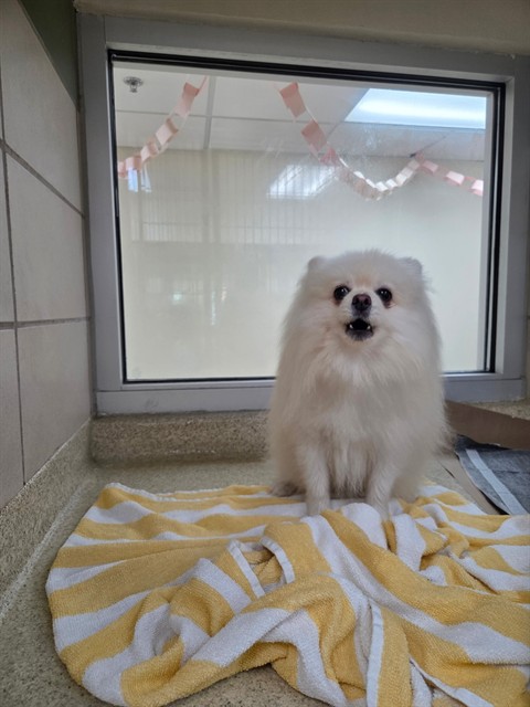 Shelter Stray Male Dog last seen TOTTERIDGE PL, 19640 Dogpatch Ln, Land O' Lakes, FL 34638, USA