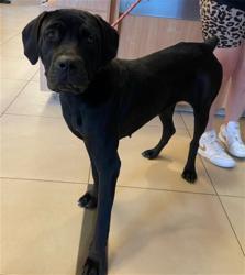 Shelter Stray Female Dog last seen MOOG AND MADISON, 19640 Dogpatch Ln, Land O' Lakes, FL 34638, USA