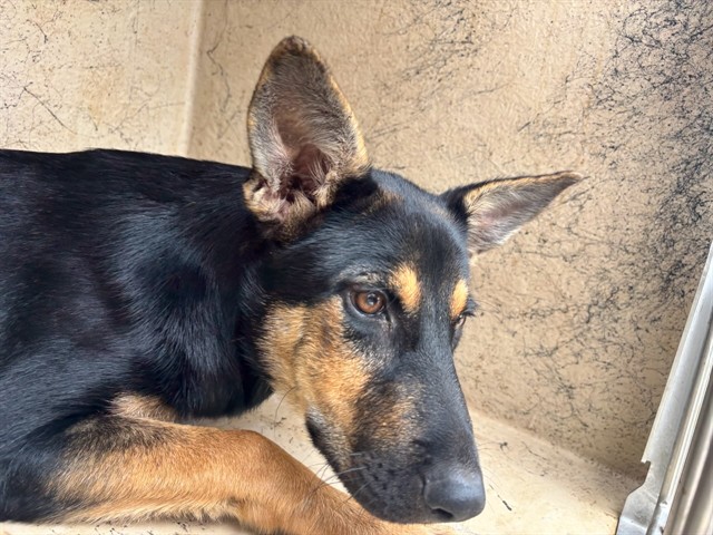 Shelter Stray Female Dog last seen Near BLOCK SW 27TH ST, OKLAHOMA CITY OK 73108, 2811 SE 29th St, Oklahoma City, OK 73129, USA