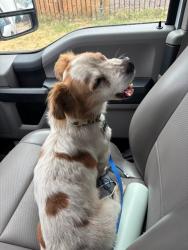 Shelter Stray Male Dog last seen Near BLOCK SW 27TH ST, OKLAHOMA CITY OK 73108, 2811 SE 29th St, Oklahoma City, OK 73129, USA