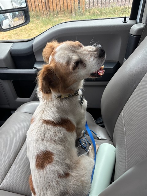 Shelter Stray Male Dog last seen Near BLOCK SW 27TH ST, OKLAHOMA CITY OK 73108, 2811 SE 29th St, Oklahoma City, OK 73129, USA