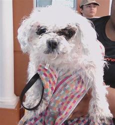 Shelter Stray Female Dog last seen BLANTON ST, 19640 Dogpatch Ln, Land O' Lakes, FL 34638, USA
