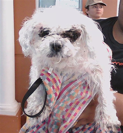 Shelter Stray Female Dog last seen BLANTON ST, 19640 Dogpatch Ln, Land O' Lakes, FL 34638, USA