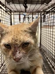 Shelter Stray Male Cat last seen Near BLOCK E 21ST ST, LONG BEACH CA, 7700 E Spring St, Long Beach, CA 90815, USA