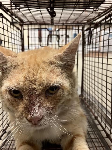 Shelter Stray Male Cat last seen Near BLOCK E 21ST ST, LONG BEACH CA, 7700 E Spring St, Long Beach, CA 90815, USA