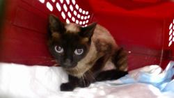 Shelter Stray Female Cat last seen Near BLOCK AVENUE H, 1419 Bryant St, San Francisco, CA 94103, USA