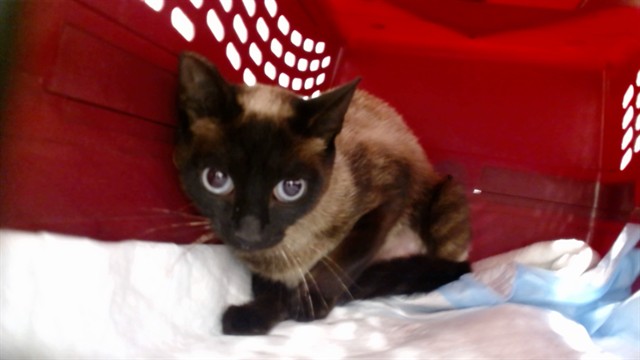 Shelter Stray Female Cat last seen Near BLOCK AVENUE H, 1419 Bryant St, San Francisco, CA 94103, USA