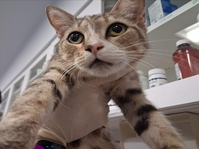 Shelter Stray Female Cat last seen Near BLOCK BECKNER RD SANTA FE NM 87507, 100 Caja Del Rio Rd, Santa Fe, NM 87507, USA