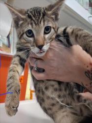 Shelter Stray Male Cat last seen Near BLOCK BECKNER RD SANTA FE NM 87507, 100 Caja Del Rio Rd, Santa Fe, NM 87507, USA